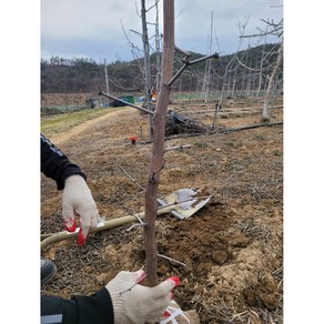 향수묘목농원 사과대추왕대추2년생 분묘, 1개