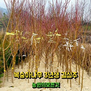 복숭아 묘목 결실주 3년생 4년생 백도 황도 천도(신비) 납작복숭아 백도 거반도, 분묘 1, 1개, 천도 신비