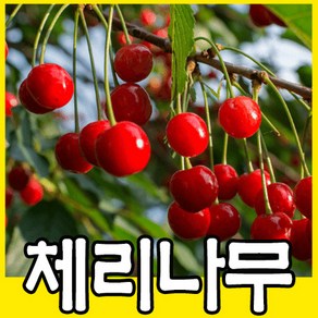 체리나무묘목 3년생 라핀 타이탄 결실주 과실수 유실수, 1개