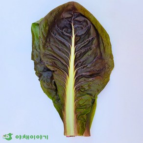 야채이야기 치콘 300g 쌈치콘 잎치콘 쌈채소, 1개