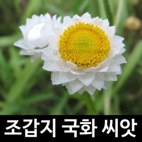 조갑지 국화 씨앗 암모비움 종자 절화 꽃씨 100알