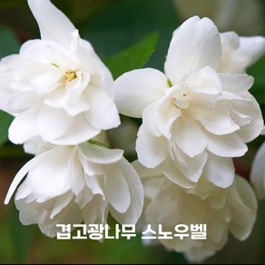 [새싹에서 나무까지] 겹꽃 고광나무 묘목 (스노우벨) P9포트, 1개