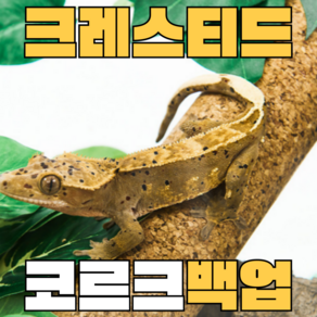 주스터디 크리스티드 게코 백업 코르크