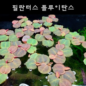[수초아쿠아] 필란터스 플루이탄스 초보수초 인기수초 구피 새우 은신처 어항수초 수초맛집 득템수초 부상수초, 7개