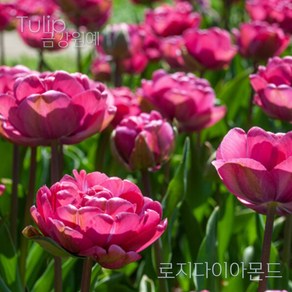 튤립(Tulip) 추식 구근 겹툴립 로지다아아몬드(1set-5구) 금강원예, 1세트