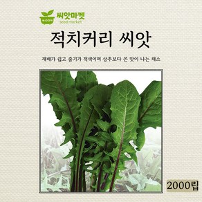 다농 적치커리 씨앗 2000립, 1개