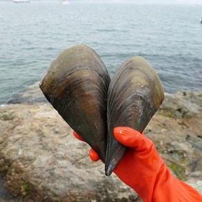 자연산 제철 생물 키조개 1마리, 1개