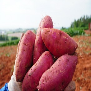 24년 수확 무안 스테비아 꿀고구마 특상 3kg/5kg/10kg, 24년 햇꿀밤고구마 특상 5kg, 1개