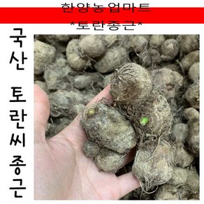 씨종자-국내산 토란씨 1kg 토란종자 토란종근 씨토란 토란씨 토란씨앗 국산, 1개