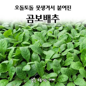 [모종심는아빠] 오돌토돌 못생겨서 붙여진 곰보배추 모종