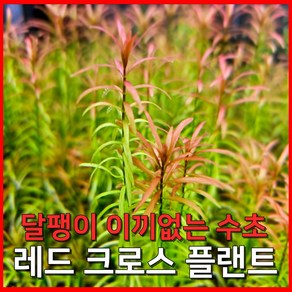 [수초농부] 레드 크로스 플랜트 중경용 고급 수초, 5개