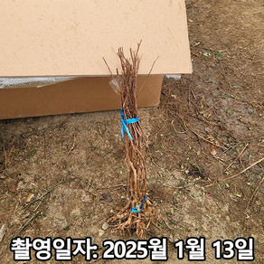 착한가격 나무생각 / 백일홍(자금령) / 삽목2년(특) / 1등묘, 1개