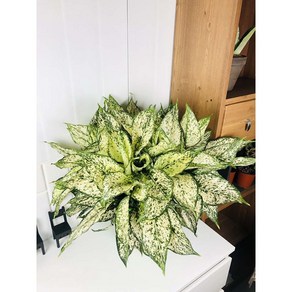 서비내 아글레오네마 스노우 샤파이어 대형 Aglaonema Snow Sapphie 인테리어 플랜테리어, 1개