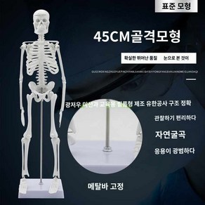 해골 뼈 근육 인대 인체 모형 신경 골격 85cm, 45CM 인체골격(무신경)