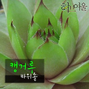 [허브여울바위솔] 캥거루 바위솔 (노지월동) 지름 9cm 소품 다육화분, 1개