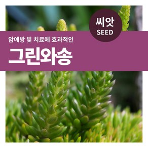 마이플랜트 그린 와송 씨앗 5000립, 1개