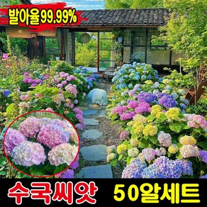 [생존율&발아율99.99%] 50/100/200알 수국 모종 씨앗 수국화 꽃씨앗 종자 아나벨 수국 묘목 나비 수국 가든플라워 내음성 내열성, 1세트