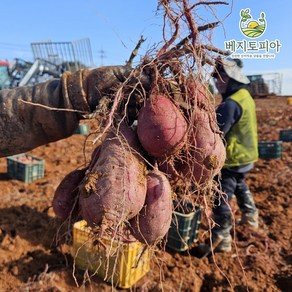 베지토피아 해남 꿀고구마 베니하루카 3kg 5kg 10kg 베지토피아, 특상 3kg