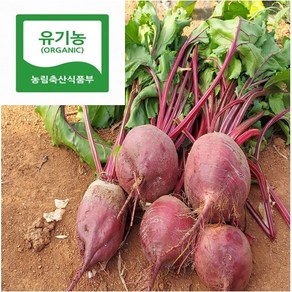 국내산 유기농비트 10kg 정품 겨울햇수확, 1개