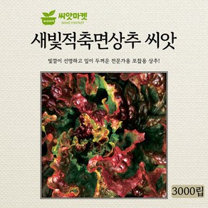 KS종묘 새빛적축면 상추 씨앗 3000립 빛깔이 선명하고 잎이 두꺼운 전문가용 포찹용 고급 품종 종자, 1개