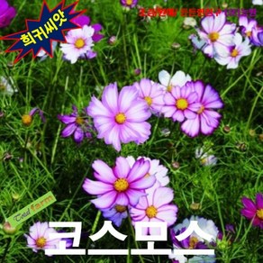 (희귀씨앗)코스모스 피코티 10립, 1개