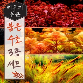 [미초] 키우기 쉬운 붉은 수초 3종 초보세트 (슈퍼레드/레드카붐바/베트남레드) / 초보자용 어항 수초 / 수초 세트 / 구피 수초, 1개