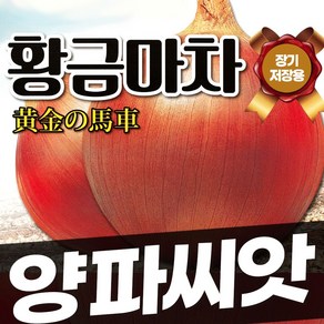 황금마차 양파씨앗 장기 저장용 양파 다수확 품종 10g, 1개