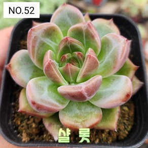 다육식물- 희귀 다육 100가지 모아보기, [NO. 52] 7.5cm 포트, 1개