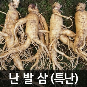 청명네이처 금산인삼 수삼(난발삼) 특난(750g) (7~8뿌리)