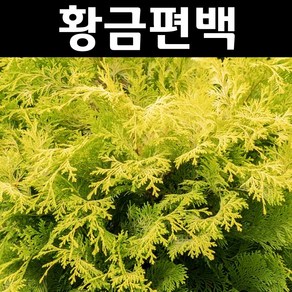 황금편백 나무 묘목 삽목2년 뿌리묘3개/정원수 조경수
