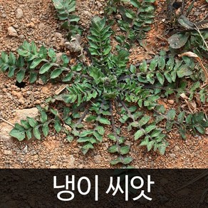 냉이씨앗 냉이 씨앗 채소씨앗 야채 산나물 2만립