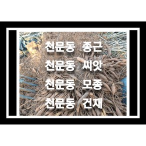 천문동종근 30주 천문동모종 천문동씨앗재배