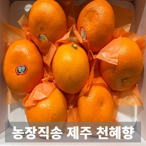 금메달농수산 농장직송 제주도 맛보장 천혜향 가정용 못난이, 1개, 못난이 혼합 3kg