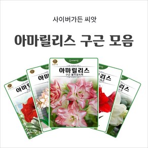 아마릴리스 구근 모음, 4. 아마릴리스 적색  1구