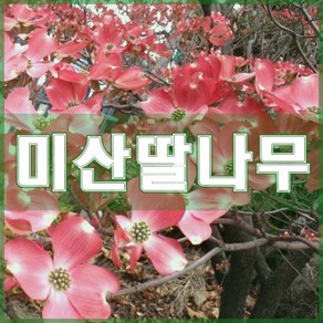 [현대조경농원]미산딸나무 묘목 꽃산딸나무 (화물배송), 1개, 분묘