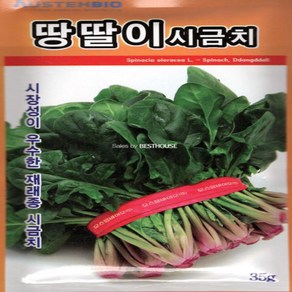 재래종 땅딸이 시금치 씨앗 35G 야채씨앗 식용 허브채소 쌈채소모종, 1개