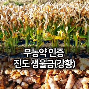 진도장모와서울큰사위 진도 생울금(강황) 무농약 인증 원물 24년 11월 갓수학 산지직송 청 담금주 생 차, 1개, 5kg