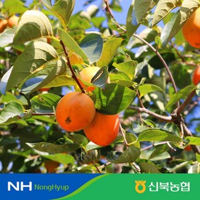 [신북농협] 24년 햇 영암 대봉(홍시) 5kg/10kg, 1개, 대봉5kg내외(15-20과내)