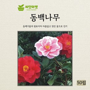 아람종묘 동백나무 씨앗 50립, 1개