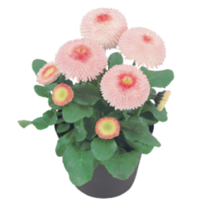 데이지 타쏘 스트로우베리&크림(종자 꽃씨앗 / 10립)Bellis Tasso Stawbeies & Ceam, 1개