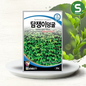 모칸도 세계종묘 나무씨앗 담쟁이덩굴 20립