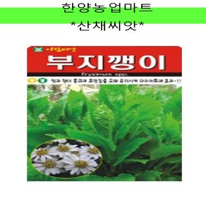 산채-부지깽이/섬쑥부쟁이/다이어트/효과/씨앗/종자/100립