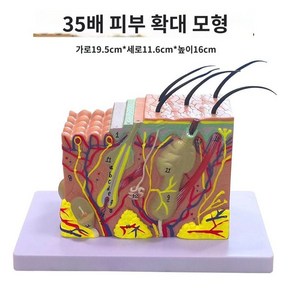 피부 단면 모형 피부과 확대 구조 해부학 교육용, A.기종배율35배15x11x11CM, 1개