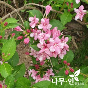 [나무인] 병꽃나무 개화주 5개 키50cm