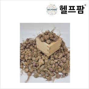 헬프팜 홍산마늘 주아 150g 단구 씨앗 종자