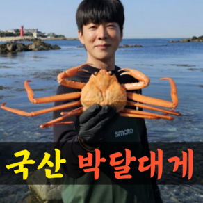 [산지직송]국산 살이꽉찬 박달대게 1kg 2kg 영덕대게 대게 구룡포 게 대개 제철, 1박스, 국산박달대게 2kg (3~5마리 살수율90%이상)