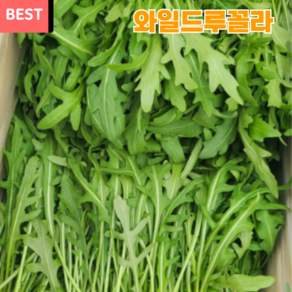 당일수확 산지직송 와일드 루꼴라 250g 500g 1kg 국산, 1개