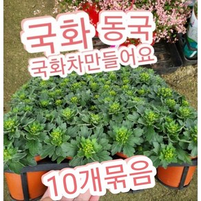 동국 감국 10개/올겨울 따뜻한 국화차 만들어드세요, 10개