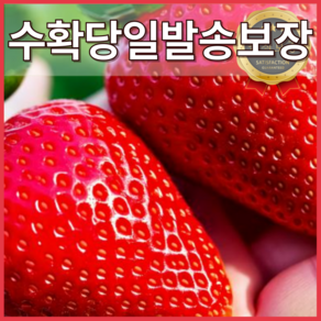 [백화점VIP납품] 킹스베리 딸기 고당도보장 극소량 한정, 1세트, 특과 400g