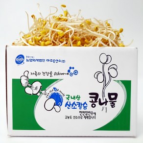 [ 평점 4.8이상 무농약 인증] 생산 콩나물 국산콩 산소 콩나물, 1kg, 1박스